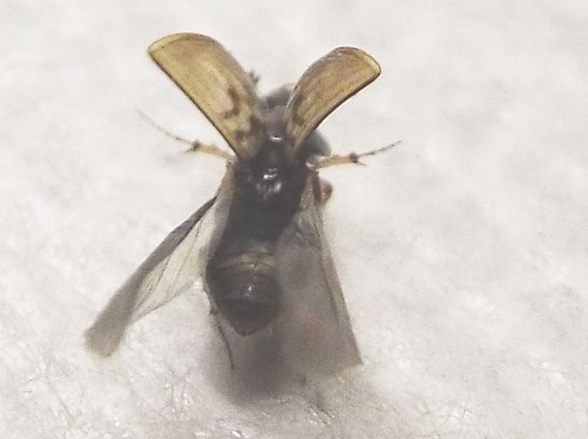 Nimbus johnsoni  (Aphodiidae)